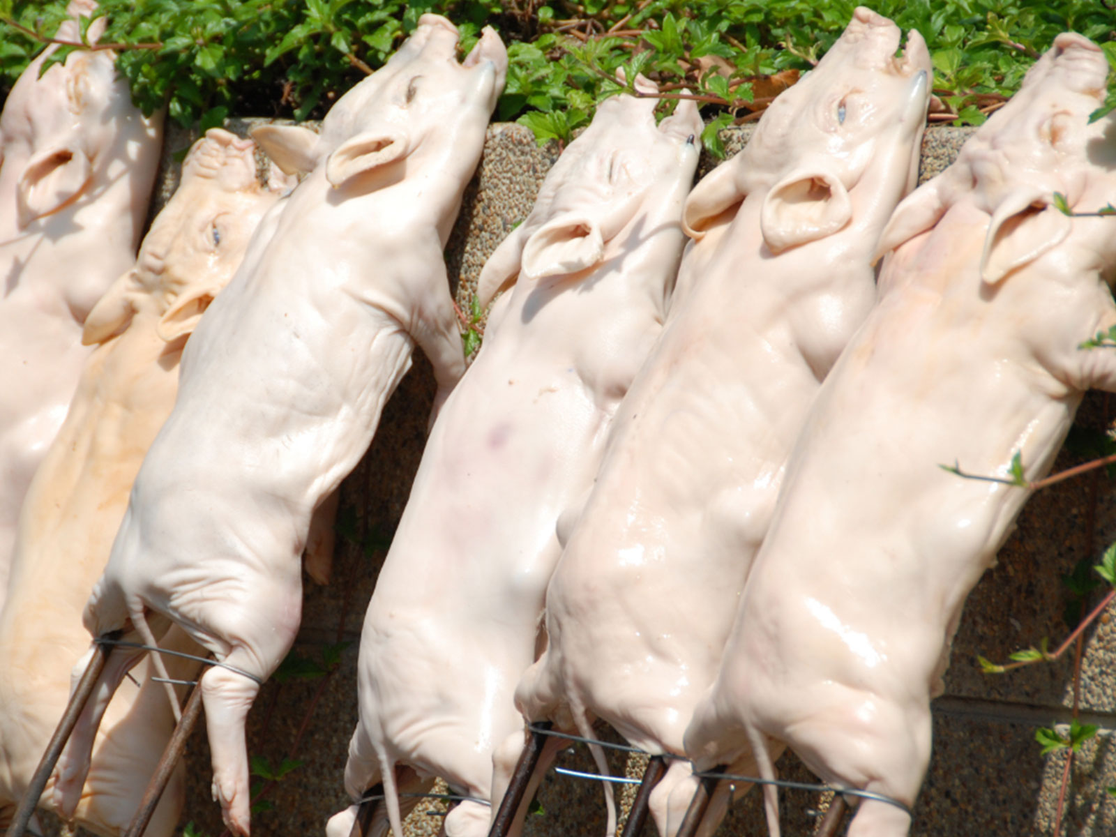 Buy Whole Suckling Pigs - Premium Quality at Red Field Ranch Suckling pig near me